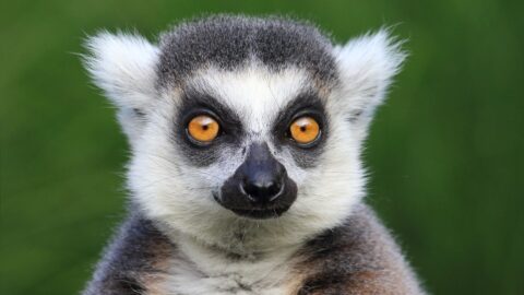 Lemur-stock-image