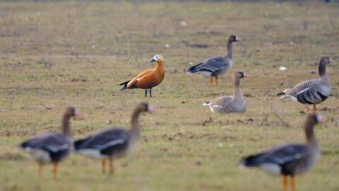 Wexford Wildfowl Reserve NTPH