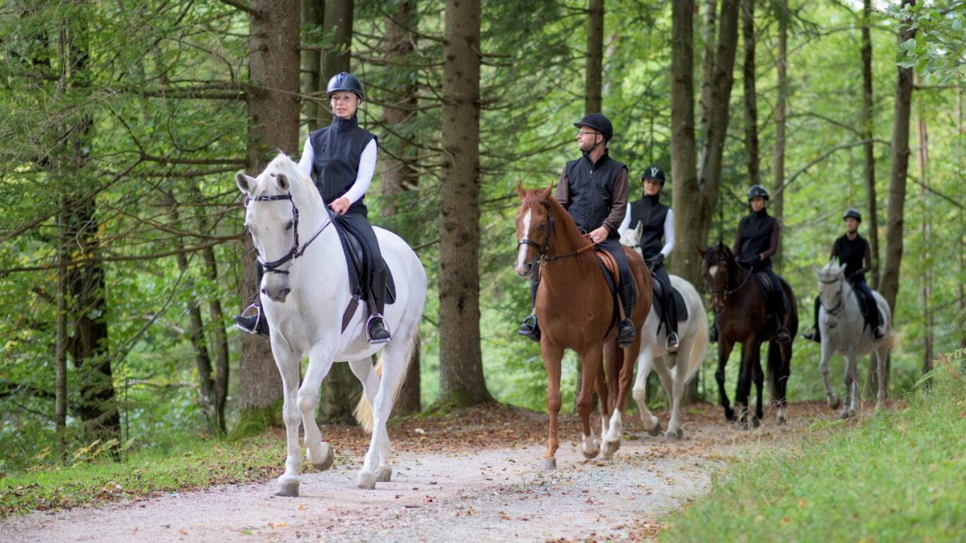 Bloomfield Farm Equestrian Centre NTPH