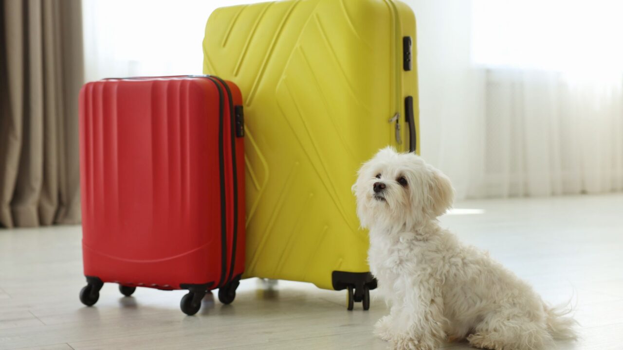 pet friendly room